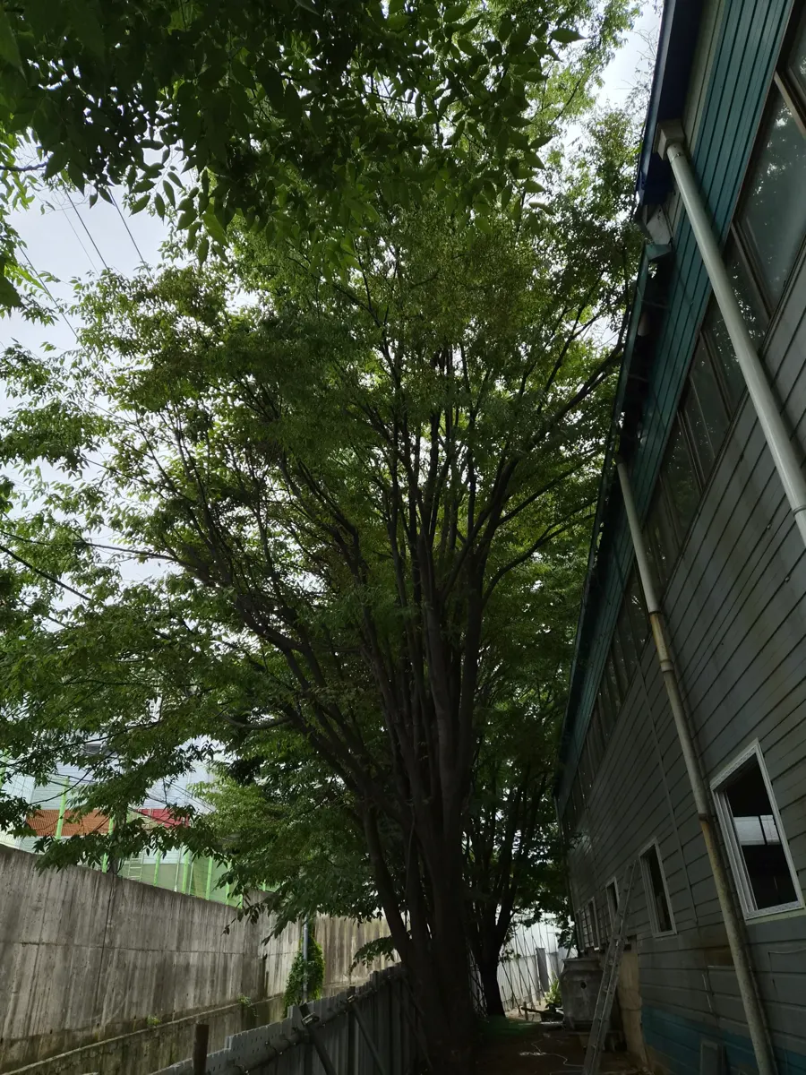 봉담읍 공장하자보수 수목 그늘 아래 판넬 외벽과 담장