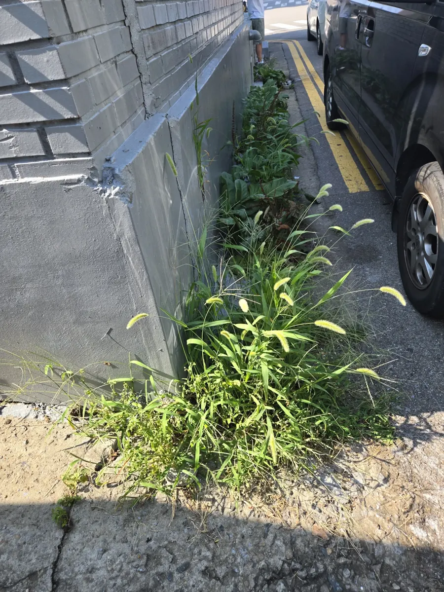 서탄면 공장하자보수 담장과 노면이 만나는 구간의 잡초