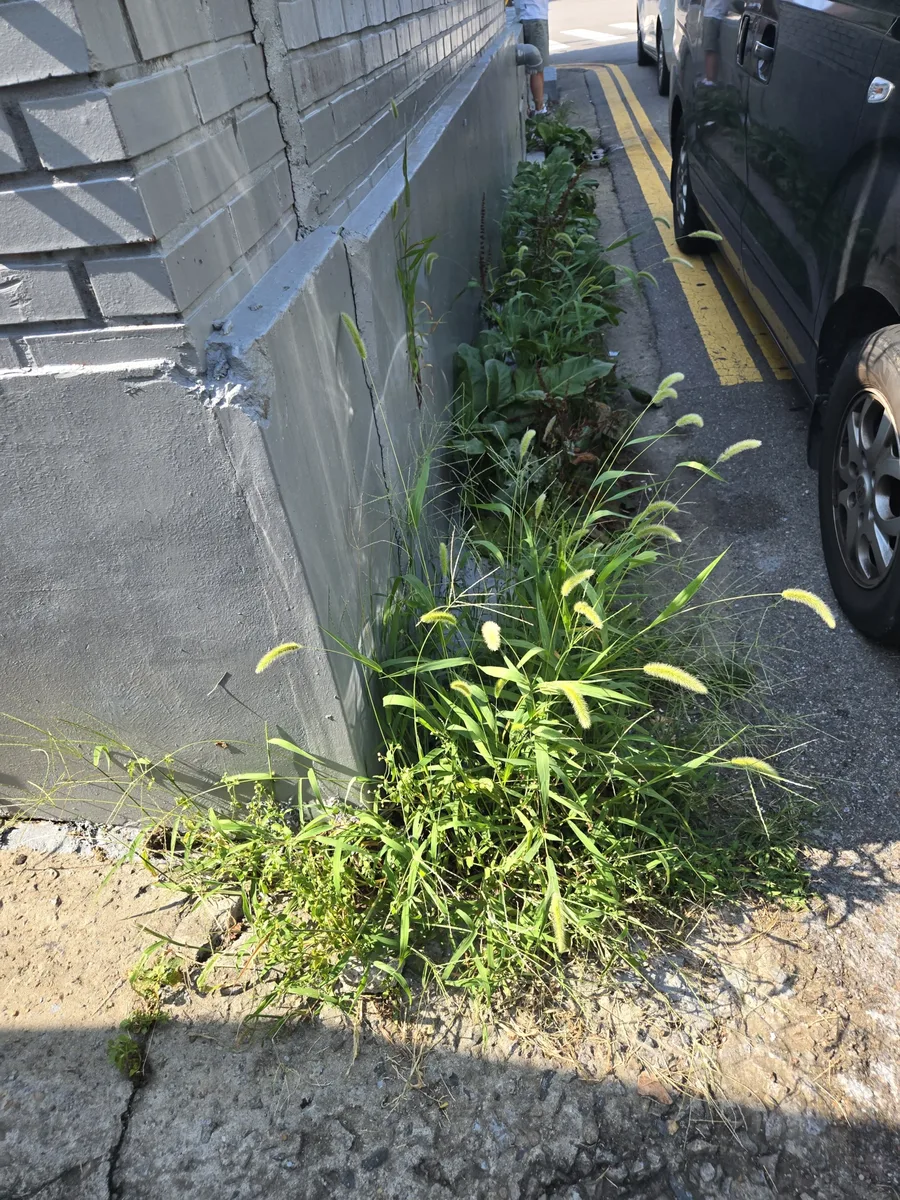 공장하자보수 비용 벽체 옆 골목에 잡초가 자란 노면