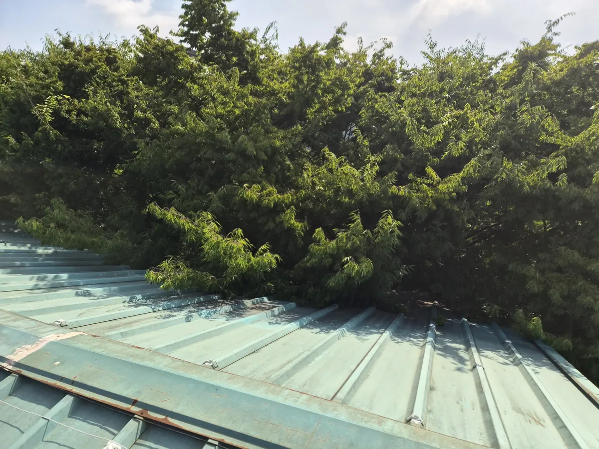 공장하자보수 전문업체 수목에 가려진 녹색 지붕 판넬 가장자리