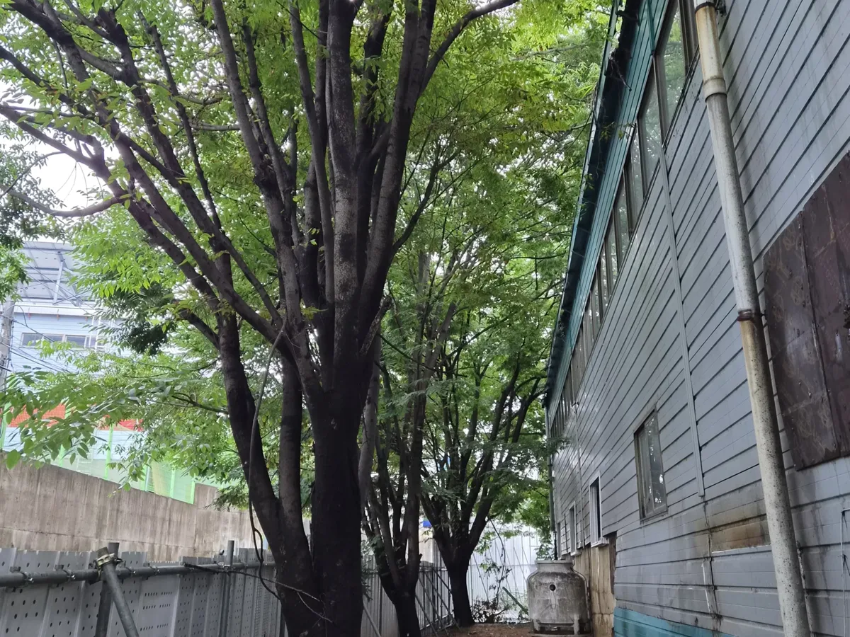 공장 정기 유지보수 수목과 외벽 사이 점검 통로